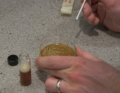 Growing Yeast from a Plate - German brewing and more
