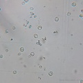 Microscope-crystal.jpg